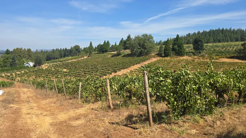 Hillside vineyard blocks overlooking the Sierra Foothills at Morton Family Cellars